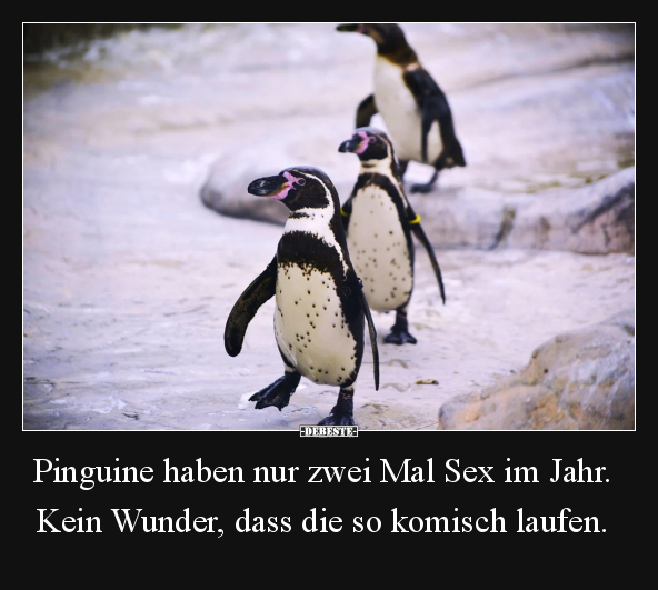 Aufgewacht, Mann, Schlaf, Pinguin, Fisch