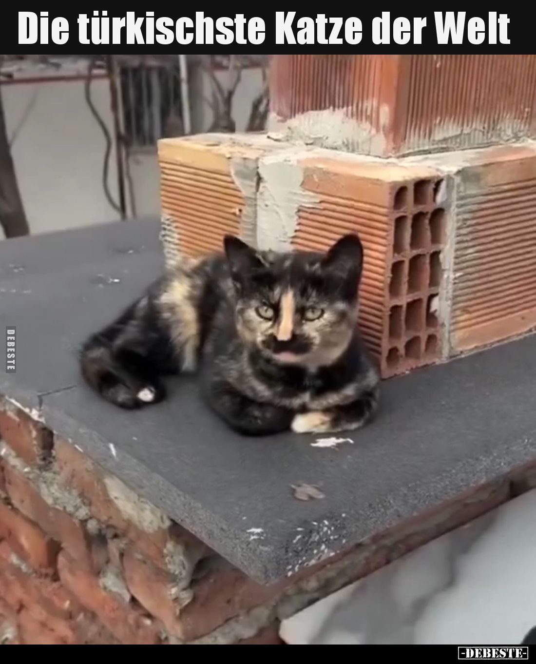 Die türkischste Katze der Welt.. - Lustige Bilder | DEBESTE.de