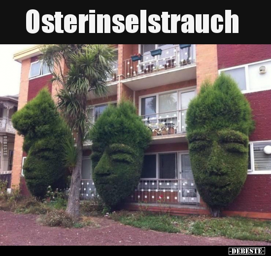 Osterinselstrauch.. - Lustige Bilder | DEBESTE.de