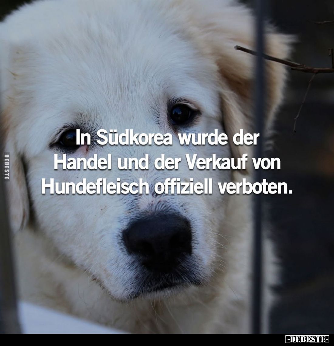 In Südkorea wurde der Handel und der Verkauf von Hundefleisch offiziell verboten.