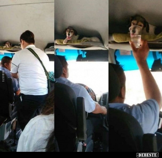  - Lustige Bilder | DEBESTE.de