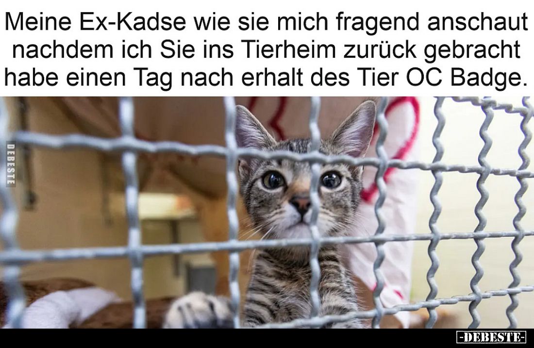 Meine Ex-Kadse wie sie mich fragend anschaut nachdem ich Sie ins Tierheim zurück gebracht habe einen Tag nach erhalt des Tier...