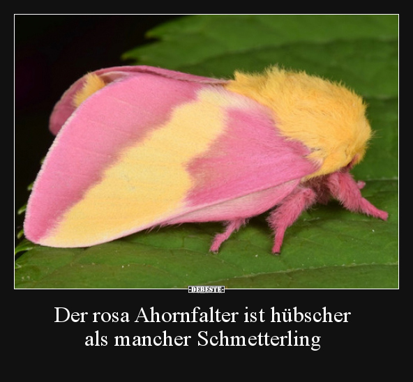 Der rosa Ahornfalter ist hübscher als mancher..
