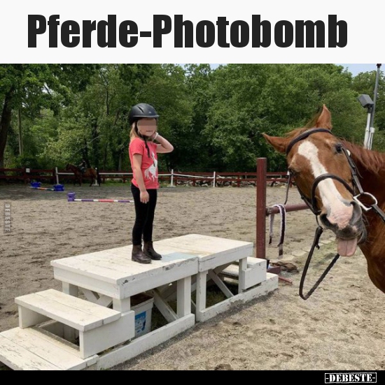 Pferde-Photobomb.. - Lustige Bilder | DEBESTE.de