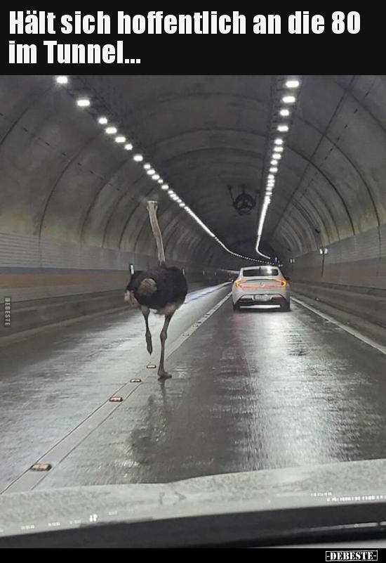 Hält sich hoffentlich an die 80 im Tunnel... - Lustige Bilder | DEBESTE.de