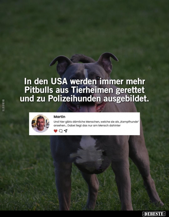 In den USA werden immer mehr Pitbulls aus Tierheimen geretter.. - Lustige Bilder | DEBESTE.de