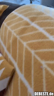 Der Sittich konnte dieses Streicheln nicht erwarten..