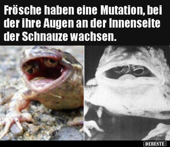 Frösche haben eine Mutation, bei der ihre Augen an der.. - Lustige Bilder | DEBESTE.de