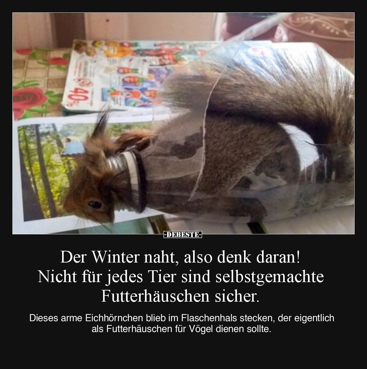 Der Winter naht, also denk daran! 
Nicht für jedes Tier sind selbstgemachte Futterhäuschen sicher.

Dieses arme Eichhörnch...