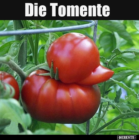 Die Tomente..