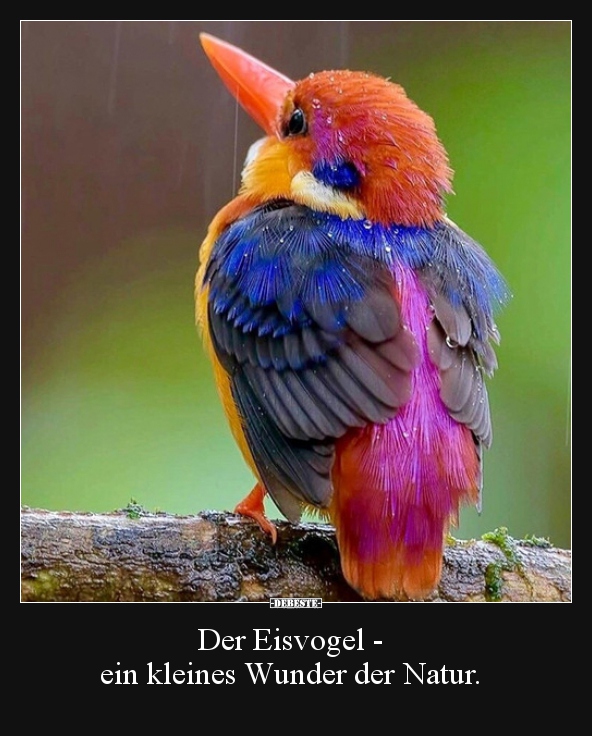 Der Eisvogel - ein kleines Wunder der Natur... - Lustige Bilder | DEBESTE.de