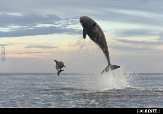  - Lustige Bilder | DEBESTE.de