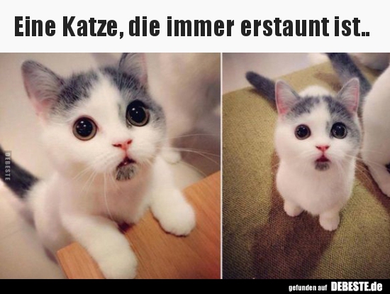 Eine Katze, die immer erstaunt ist.. - Lustige Bilder | DEBESTE.de