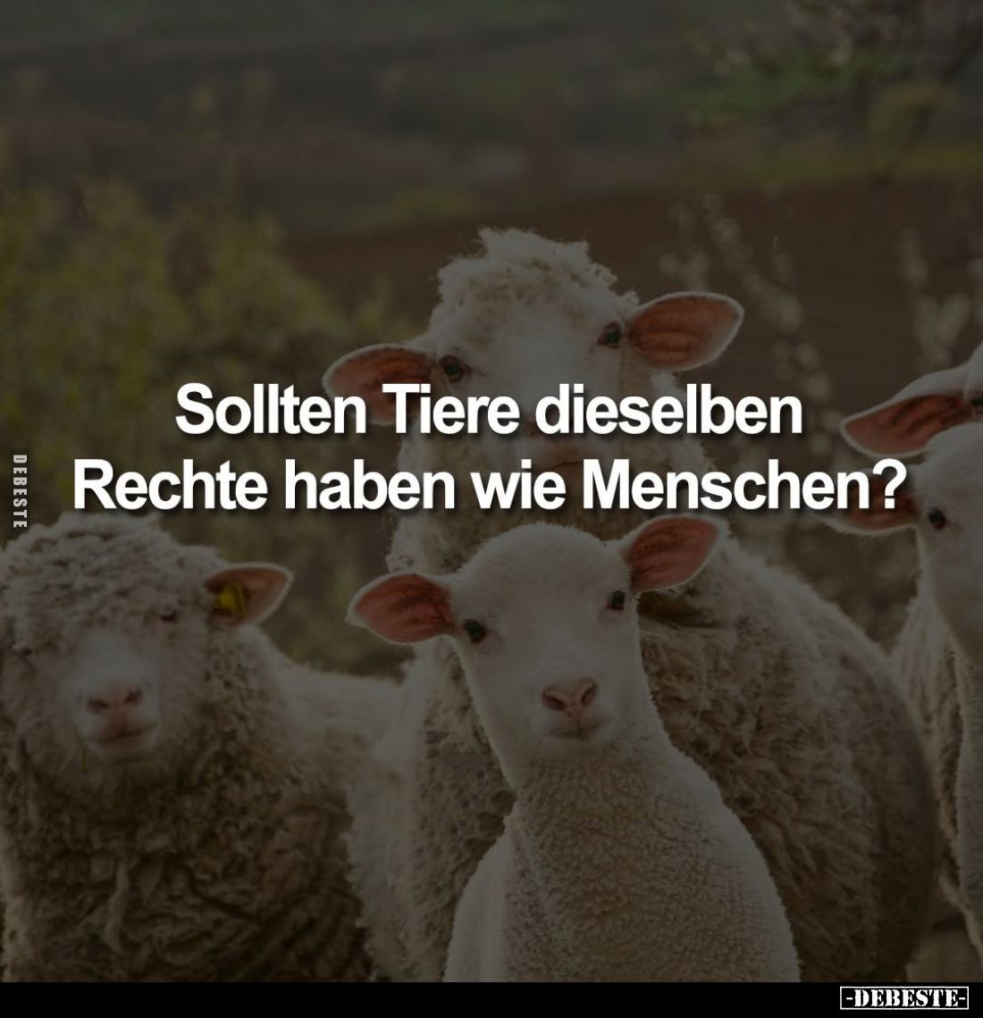Sollten Tiere dieselben Rechte haben wie Menschen?
