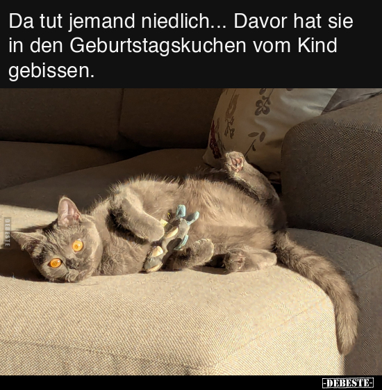 Katze, Geburtstagskuchen