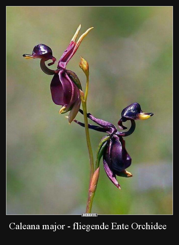 Caleana major - fliegende Ente Orchidee.. - Lustige Bilder | DEBESTE.de