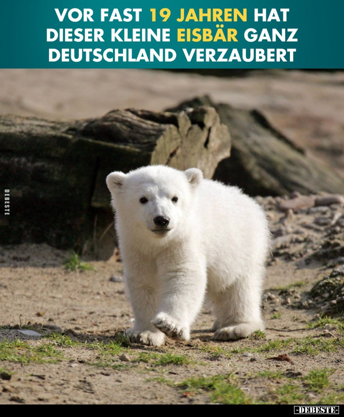 Vor fast 19 Jahren hat 
dieser kleine Eisbär ganz Deutschland verzaubert.