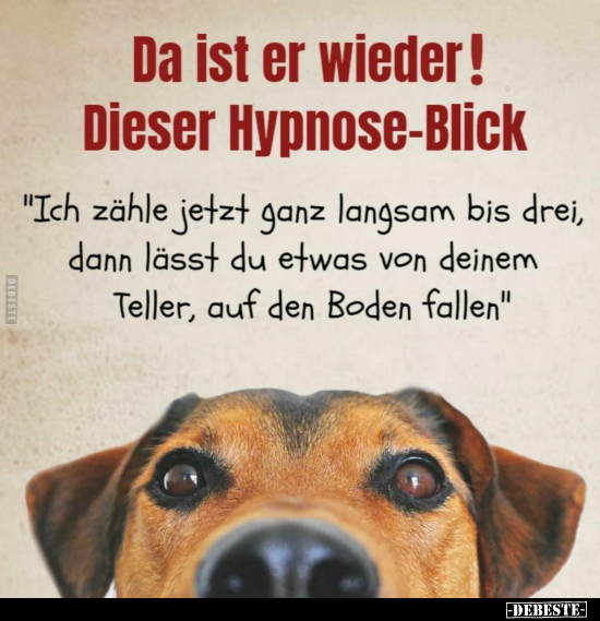 Da ist er wieder! Dieser Hypnose-Blick.. - Lustige Bilder | DEBESTE.de