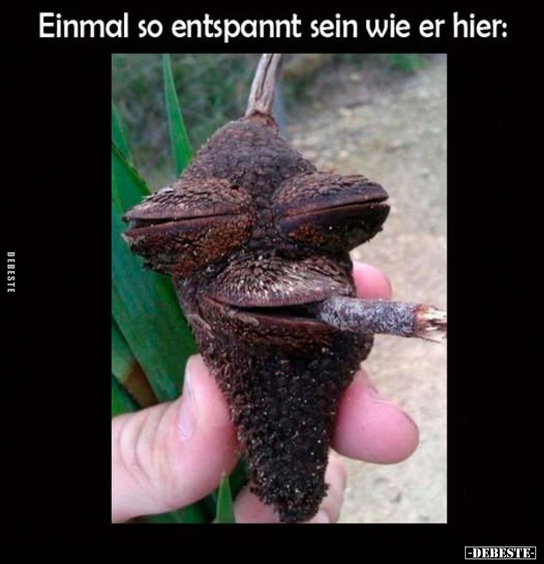 Einmal so entspannt sein wie er hier: