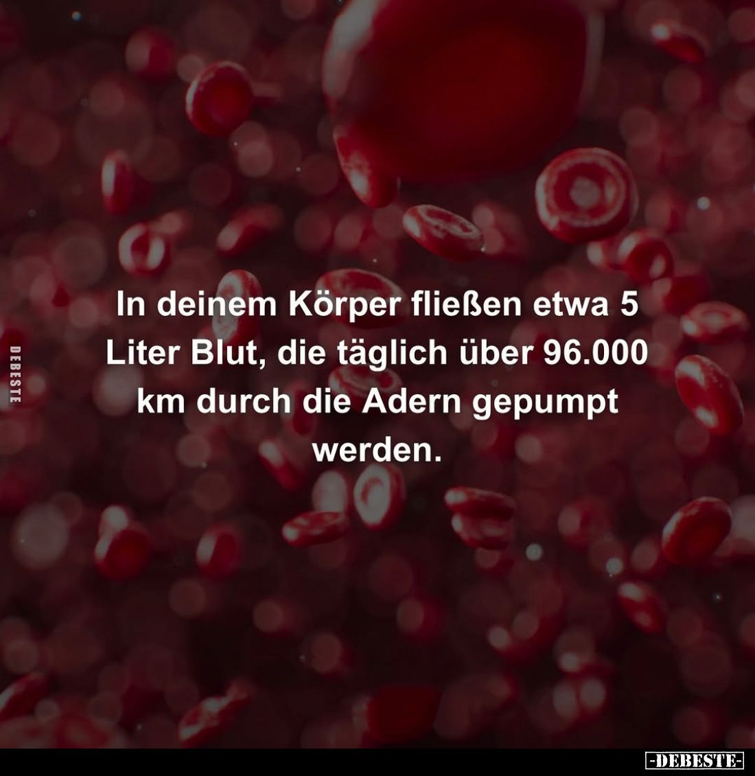 In deinem Körper fließen etwa 5 Liter Blut, die täglich über 96.000 km durch die Adern gepumpt werden.