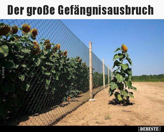 Der große Gefängnisausbruch.. - Lustige Bilder | DEBESTE.de