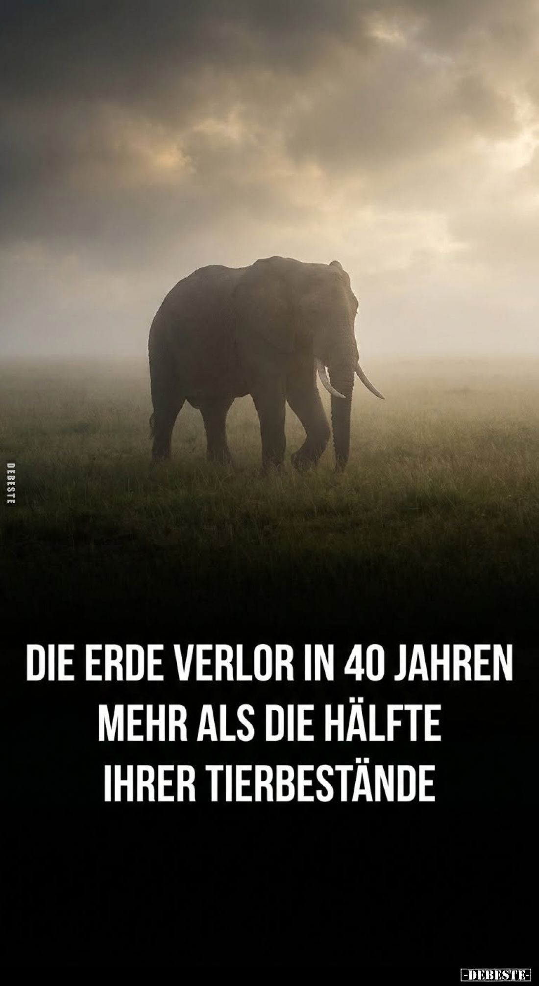 Die Erde verlor in 40 Jahren
mehr als die Hälfte
ihrer Tierbestände.