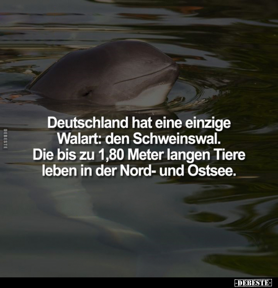 Deutschland hat eine einzige Walart: den Schweinswal.. - Lustige Bilder | DEBESTE.de