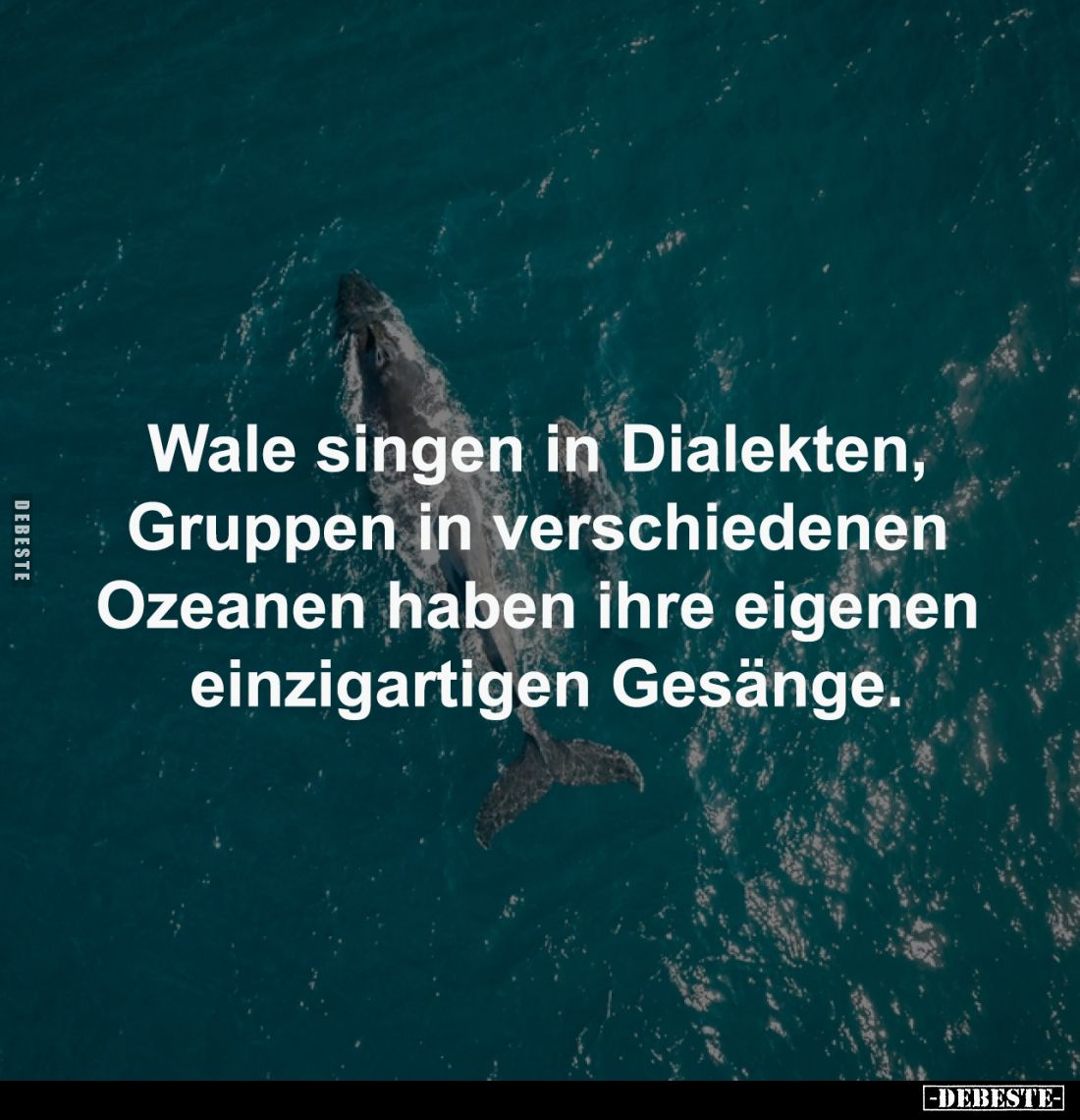 Wale singen in Dialekten,
Gruppen in verschiedenen
Ozeanen haben ihre eigenen
einzigartigen Gesänge.
