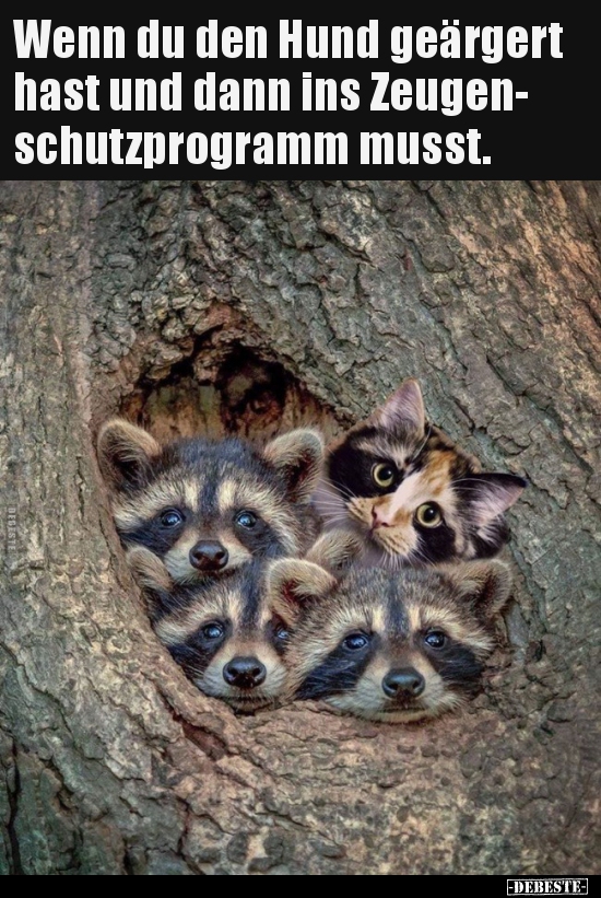 Wenn du den Hund geärgert hast und dann ins..