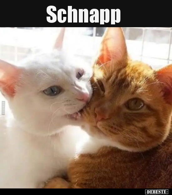 Schnapp..