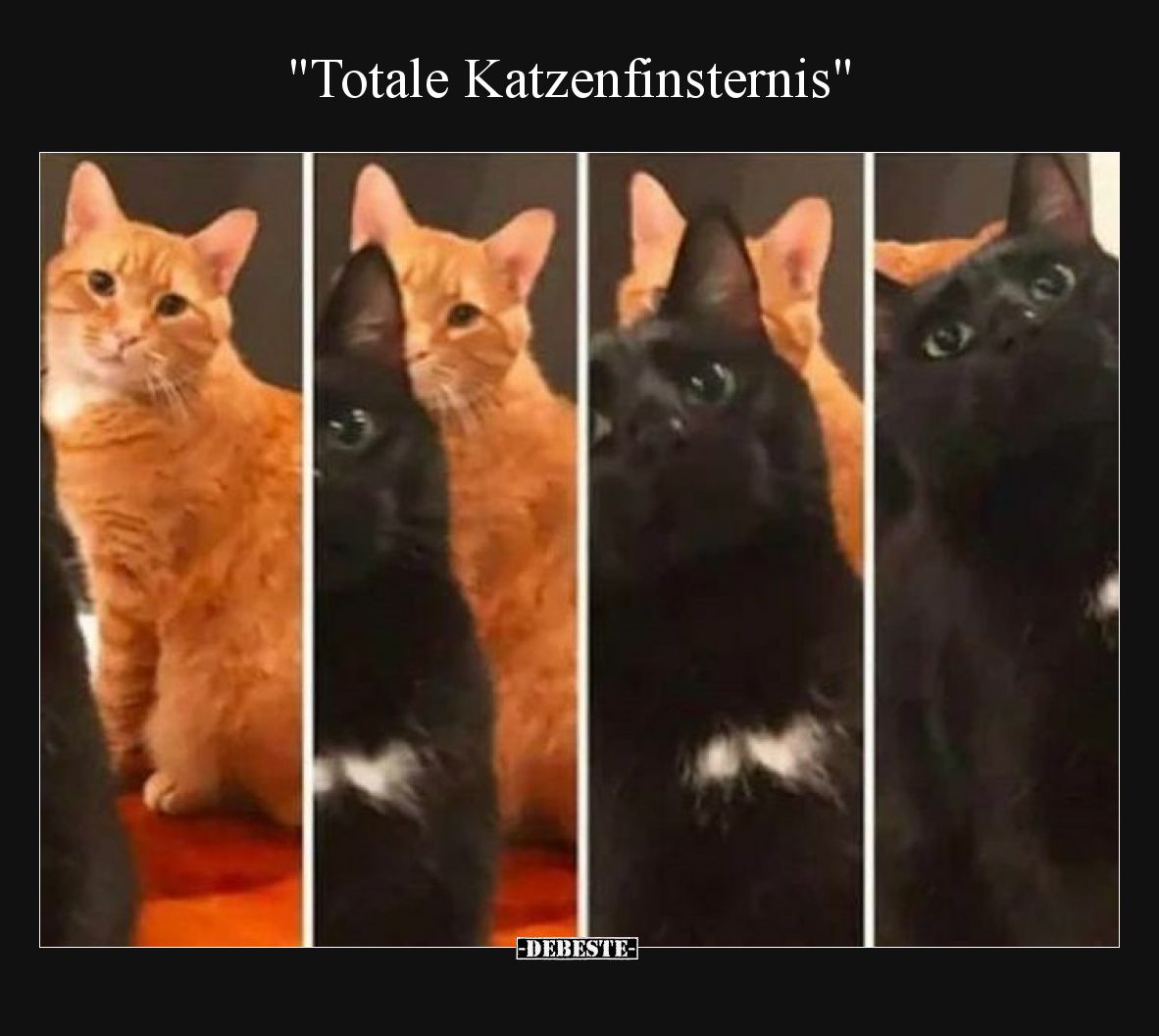 "Totale Katzenfinsternis"