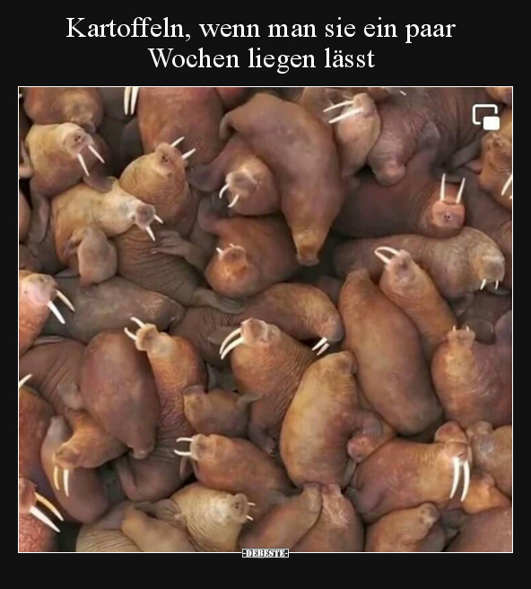 Kartoffeln, wenn man sie ein paar Wochen liegen lässt.. - Lustige Bilder | DEBESTE.de