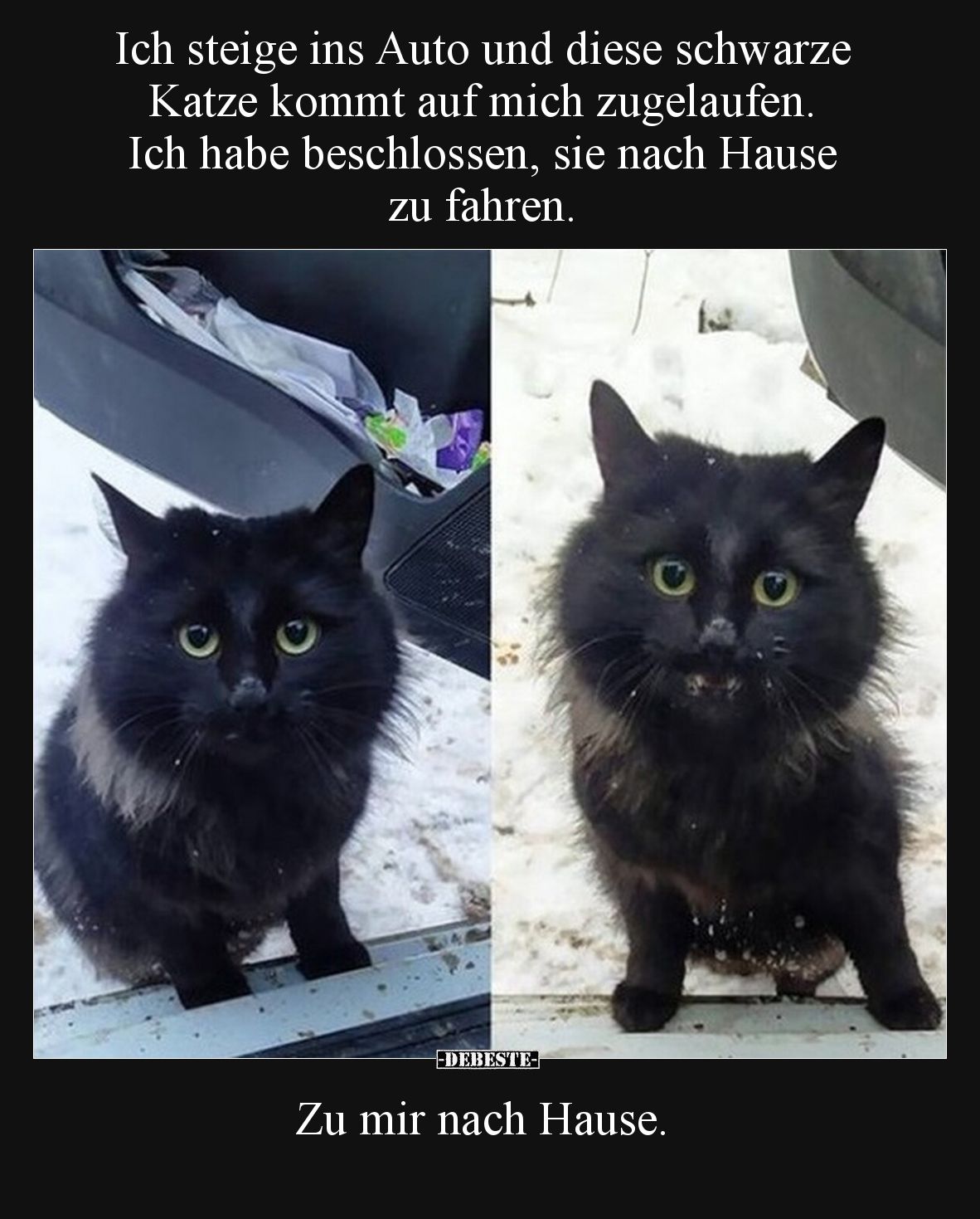 Ich steige ins Auto und diese schwarze Katze kommt auf mich zugelaufen. Ich habe beschlossen, sie nach Hause zu fahren.


...