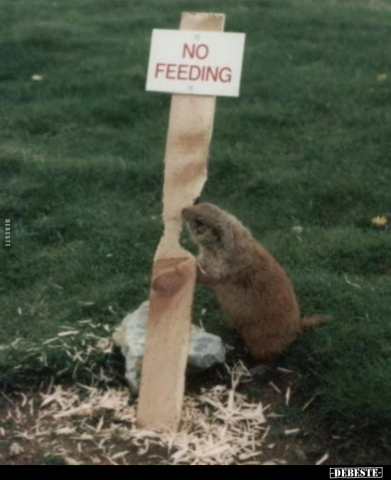 No feeding