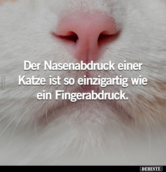 Der Nasenabdruck einer Katze ist so einzigartig wie ein.. - Lustige Bilder | DEBESTE.de
