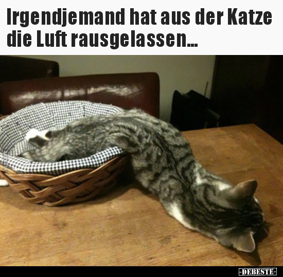 Irgendjemand hat aus der Katze die Luft rausgelassen... - Lustige Bilder | DEBESTE.de