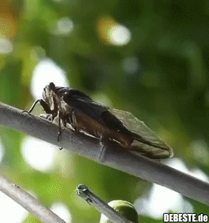 Hast Du schon einmal an einem sonnigen Sommertag den Regen gespürt? Das ist der Regen.