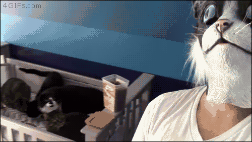 Wer ist hier der Boss....?