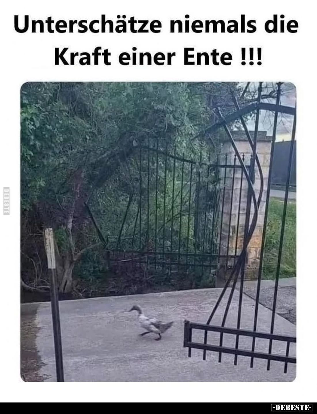Unterschätze niemals die Kraft einer Ente!!!