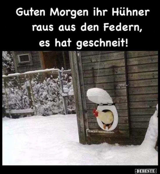 Guten Morgen ihr Hühner raus aus den Federn.. - Lustige Bilder | DEBESTE.de