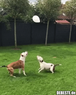 Die Zwei spielen das Spiel viel besser als ich..