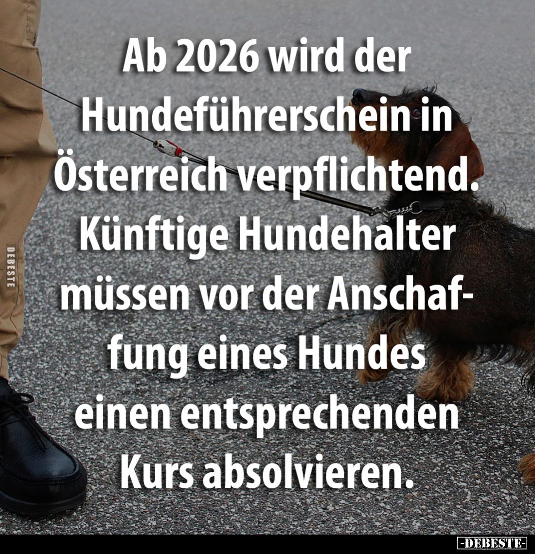 Ab 2026 wird der Hundeführerschein in Österreich verpflichtend. Künftige Hundehalter müssen vor der Anschaffung eines Hundes ...