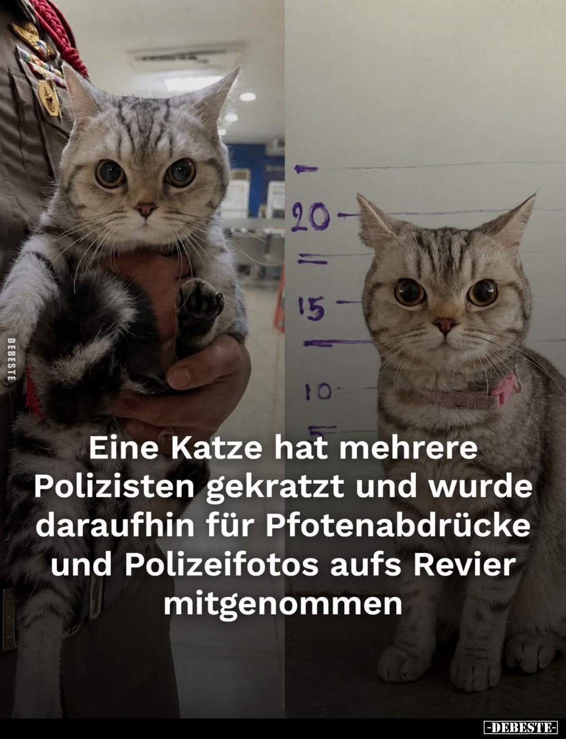 Eine Katze hat mehrere Polizisten gekratzt und wurde daraufhin für Pfotenabdrücke und Polizeifotos aufs Revier mitgenommen....