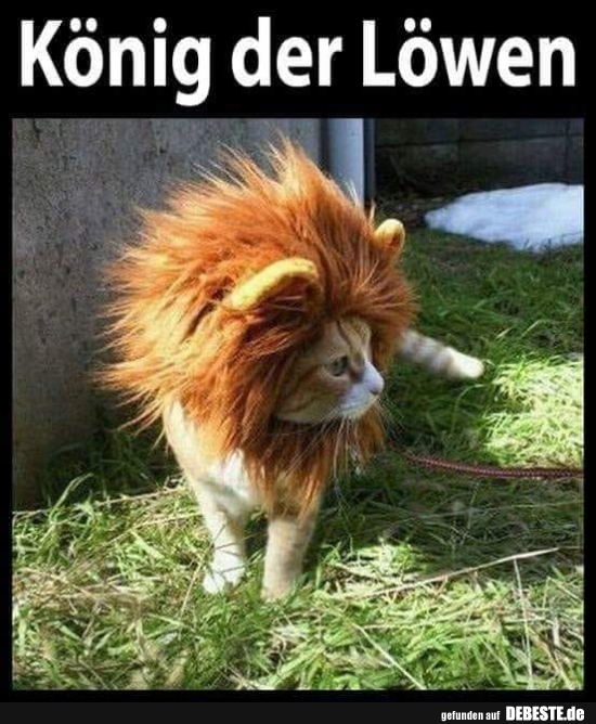 König der Löwen. - DEBESTE.de