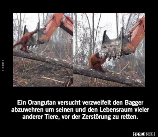 Ein Orangutan versucht verzweifelt den Bagger abzuwehren.. - Lustige Bilder | DEBESTE.de