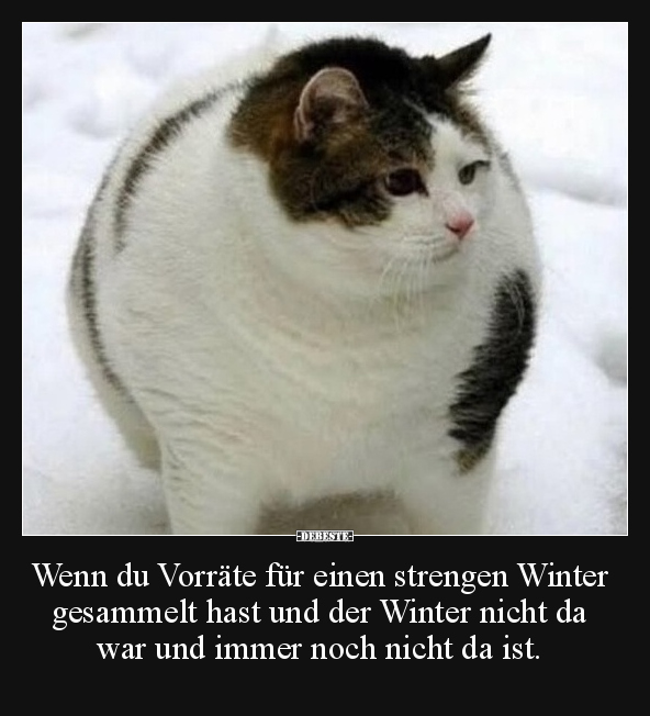 Wenn du Vorräte für einen strengen Winter gesammelt hast.. - Lustige Bilder | DEBESTE.de