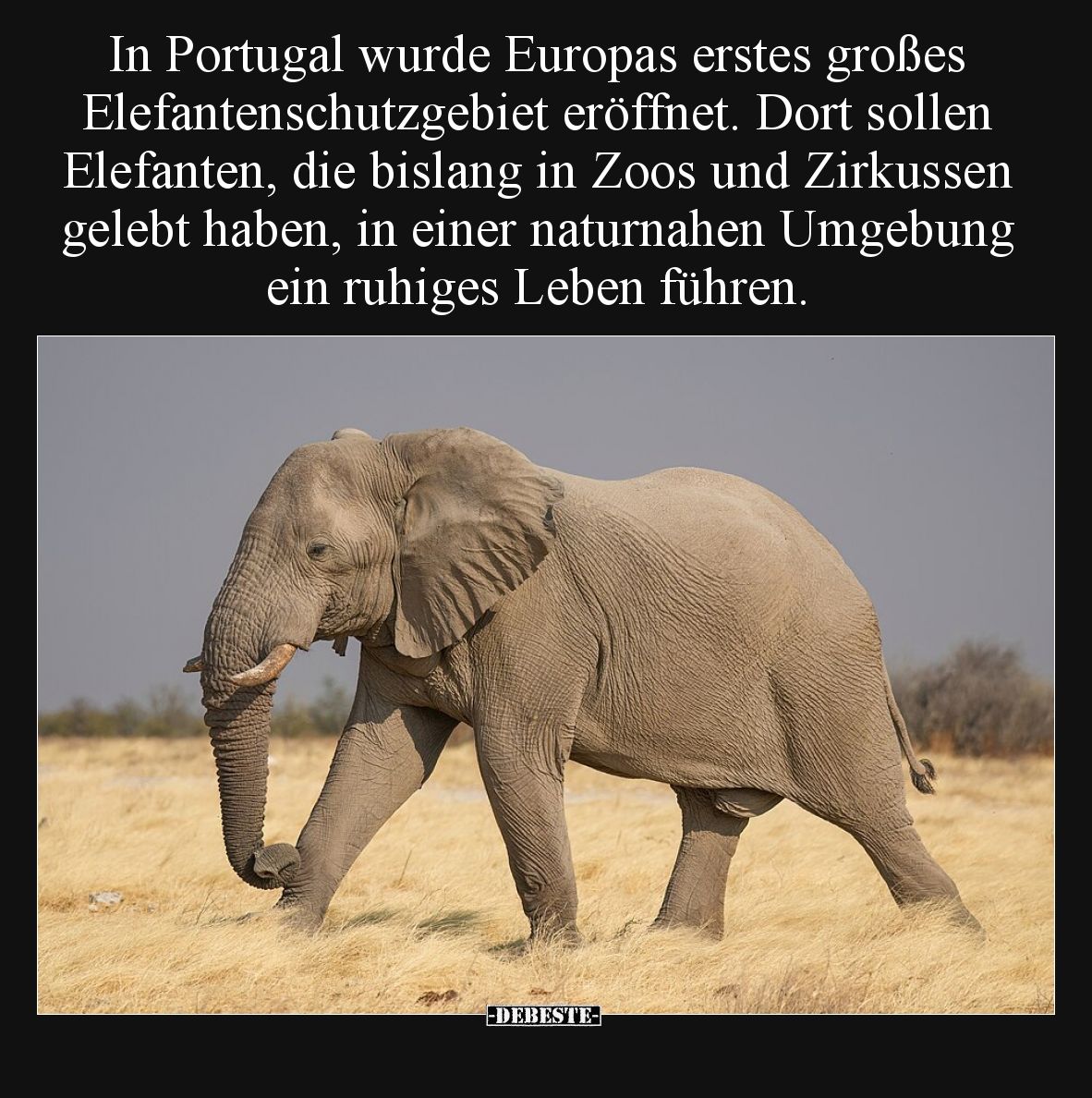 In Portugal wurde Europas erstes großes Elefantenschutzgebiet eröffnet. Dort sollen Elefanten, die bislang in Zoos und Zirkus...