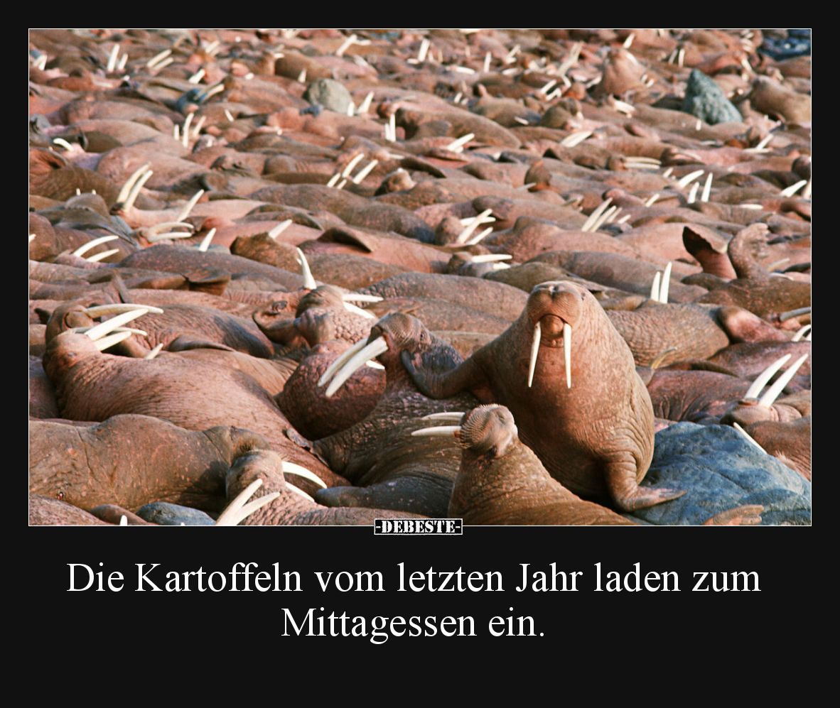 Die Kartoffeln vom letzten Jahr laden zum Mittagessen ein.