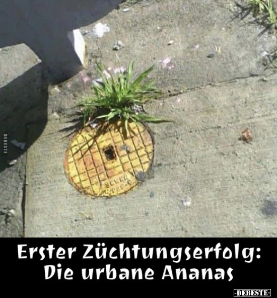 Erster Züchtungserfolg: Die urbane Ananas.. - Lustige Bilder | DEBESTE.de