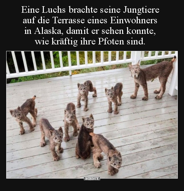 Eine Luchs brachte seine Jungtiere auf die Terrasse eines.. - Lustige Bilder | DEBESTE.de